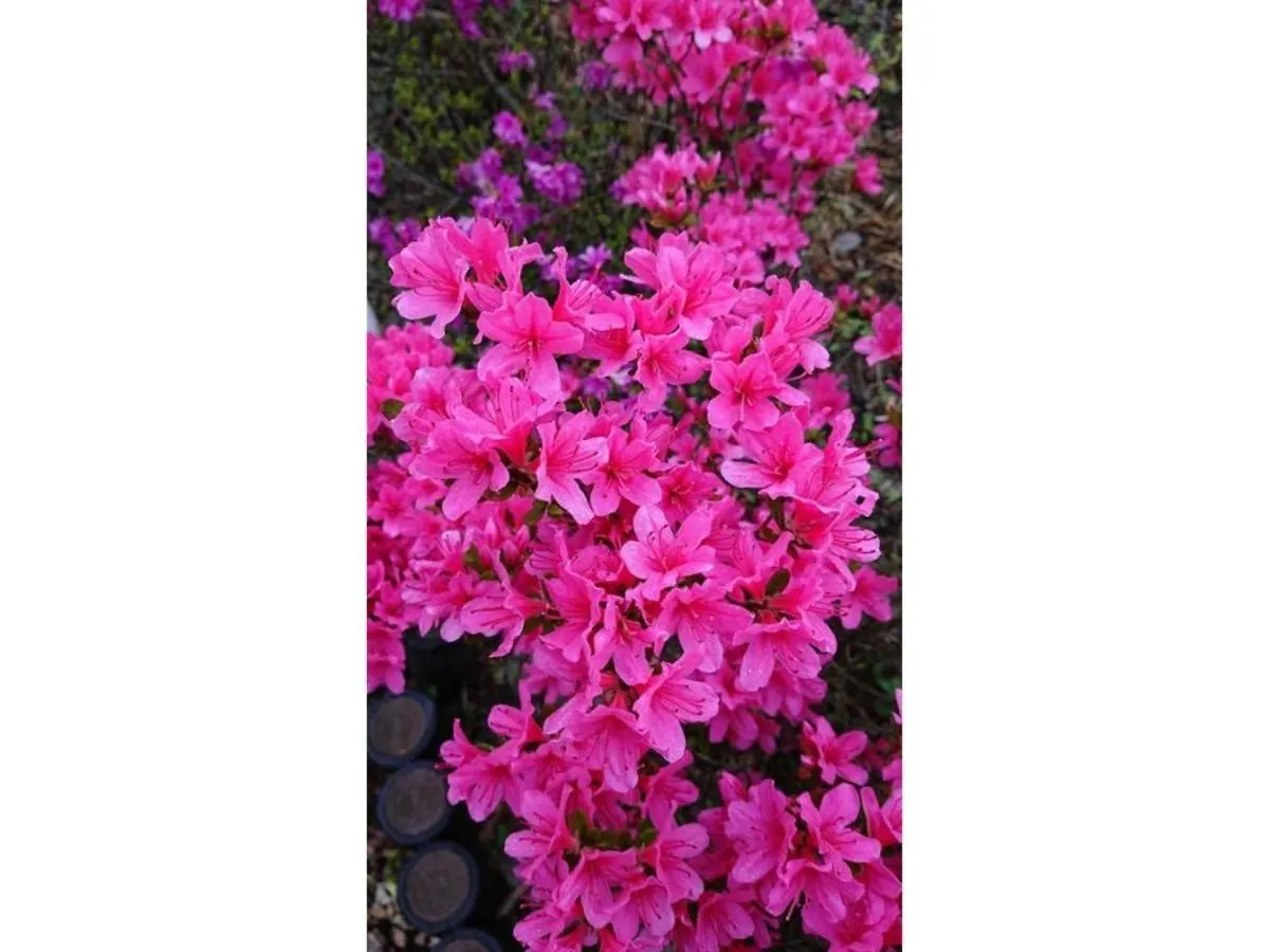 Flower Villa Sagamiko - Vacation Stay 04716V Sagamihara Hotel