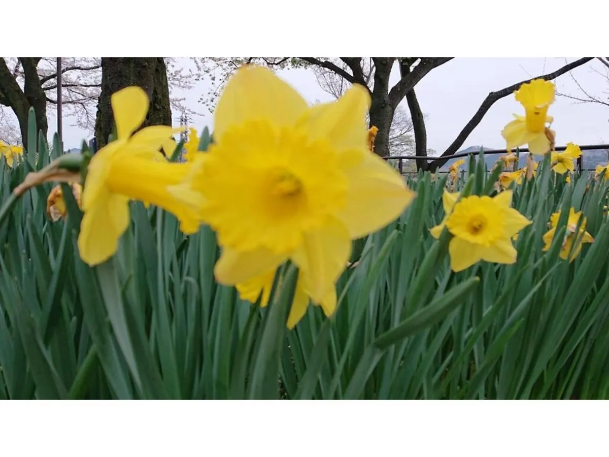 Flower Villa Sagamiko - Vacation Stay 04716V Sagamihara 0*,