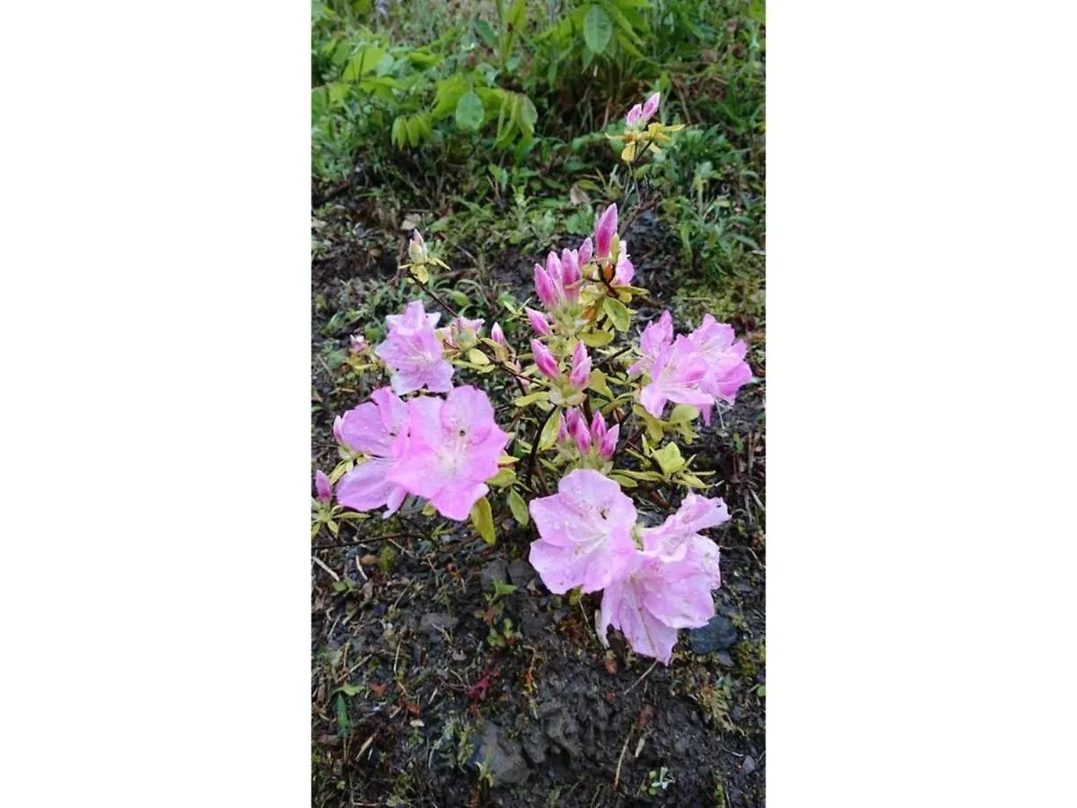 Hotel Flower Villa Sagamiko - Vacation Stay 04716V Sagamihara