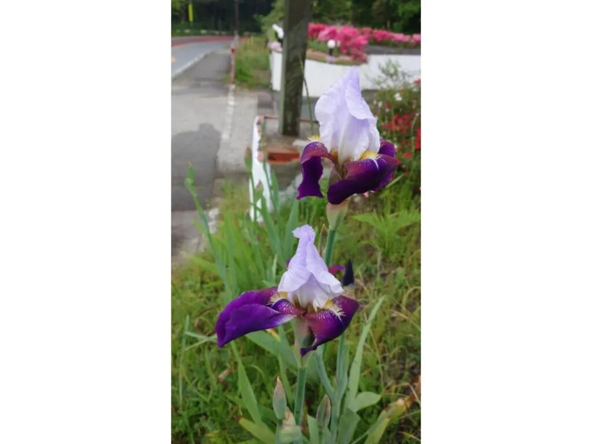 Flower Villa Sagamiko - Vacation Stay 04716V Sagamihara 0*,